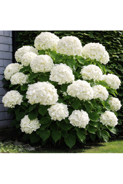 Hydrangea macrophylla Wudu в саду